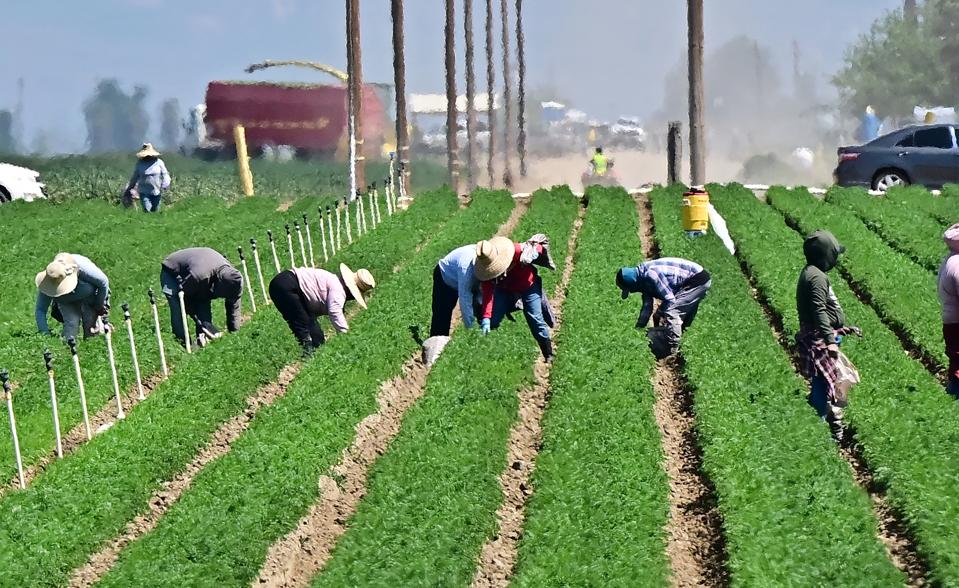 Farm workers labor in the fields south of Bakersfield, in Kern County, California's breadbasket,