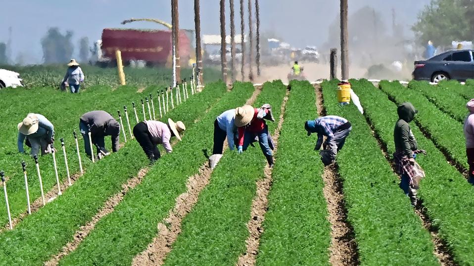 Farm workers labor in the fields south of Bakersfield, in Kern County, California's breadbasket,