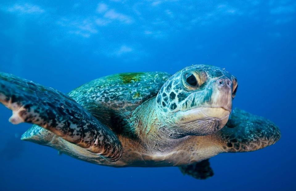 Sea turtles are threatened and their deaths are preventable. 