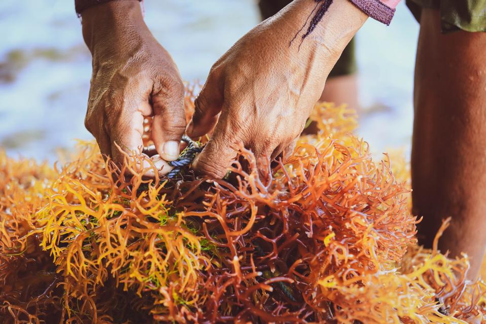 Seaweed farm in Nusa Penida, Indonesia