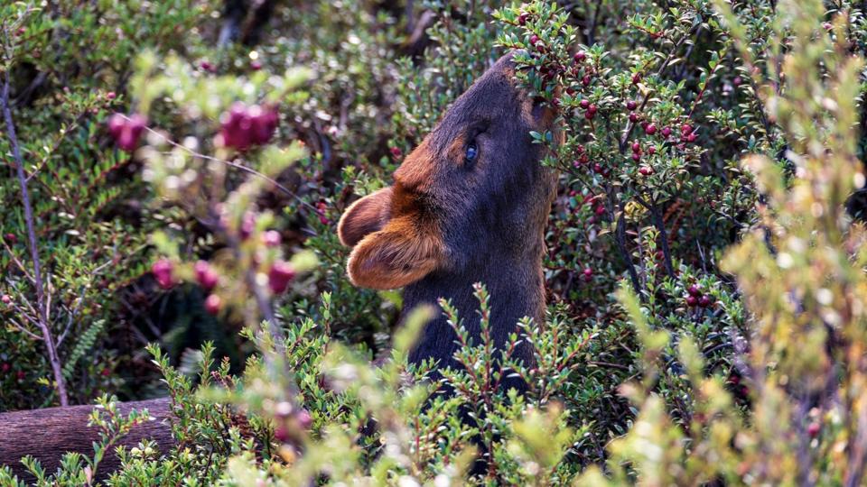 A small deer feeding on red berries off of a bush