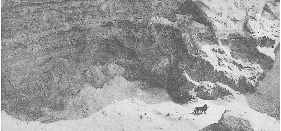 lossy-page1-1787px-Wild_Barbary_lion_in_1925.tif