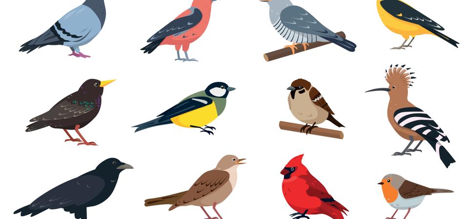 City and wild forest birds collection in different poses.