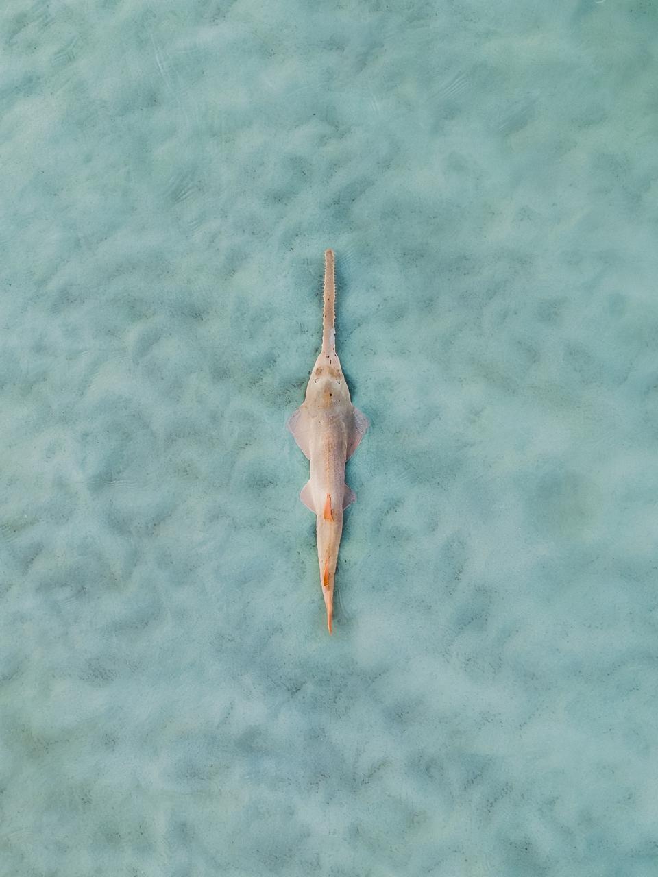 Drone image directly above a sawfish in the Indian Ocean, The Kimberley, Western Australia, Australia