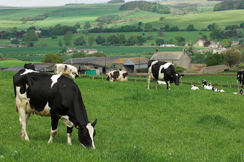 Dairy cattle grazing in field in front of farmstead, Northumberland