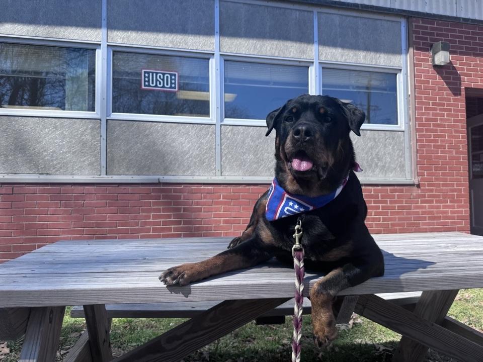 A Rottweiler named Leader smiles outside a USO Center.
