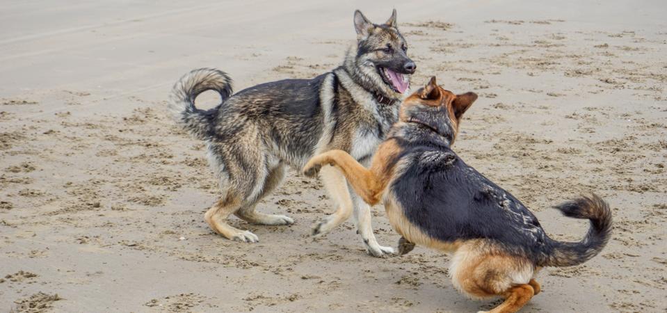 Wold Hybrid and German Shepherd Dog