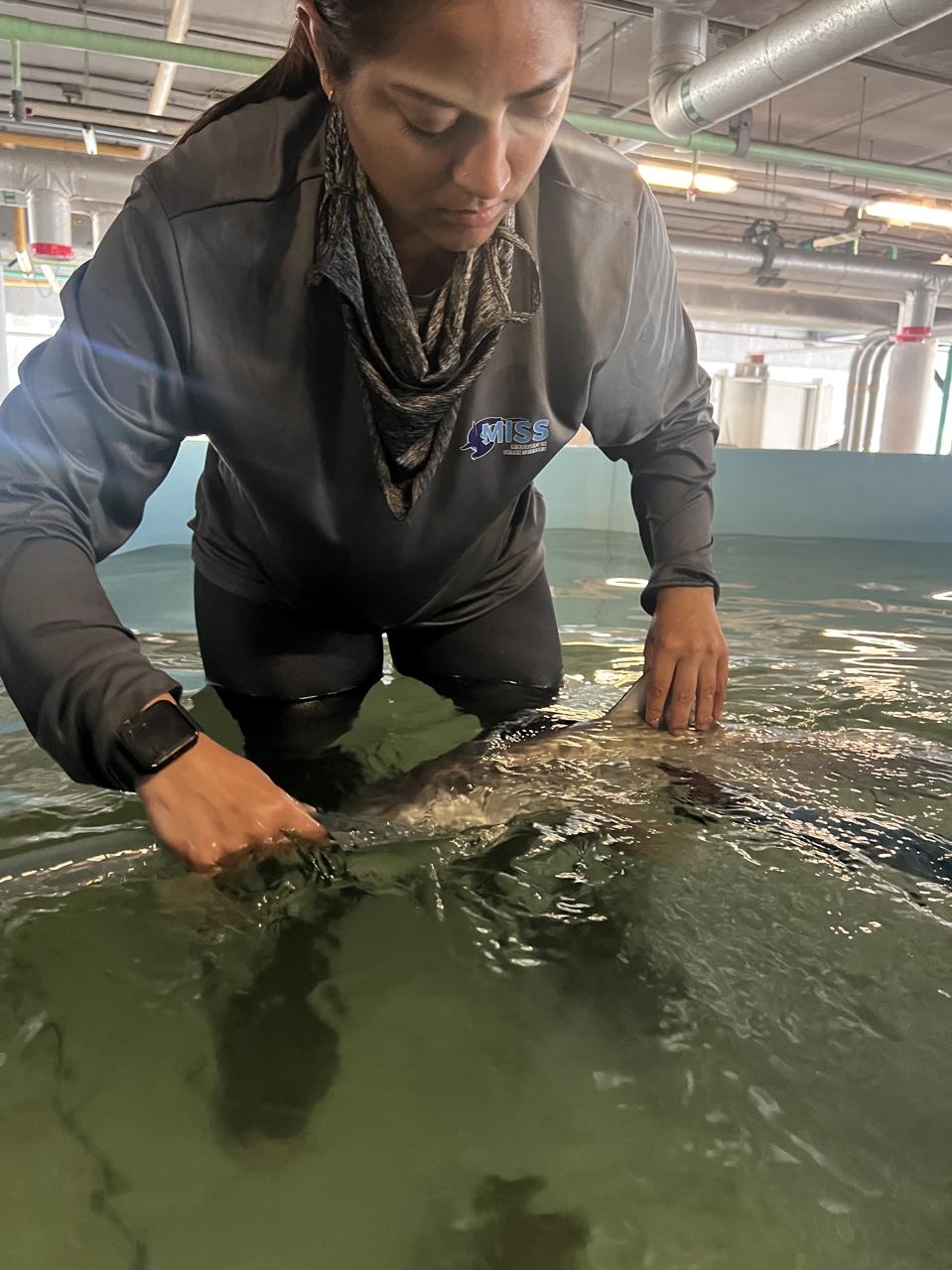 Performing shark CPR