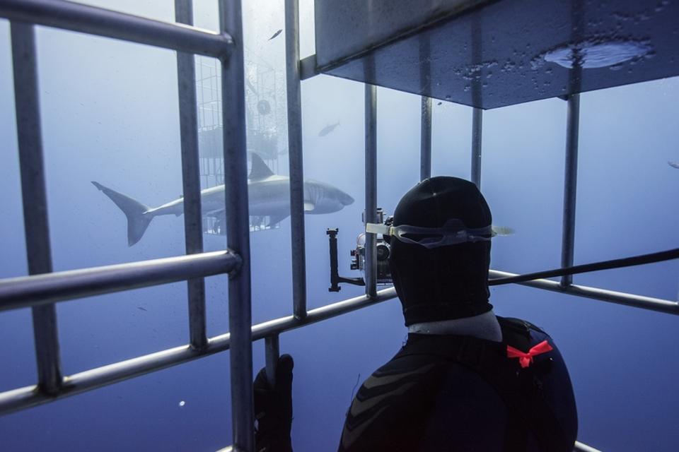 Diving with Great White Sharks in Mexico