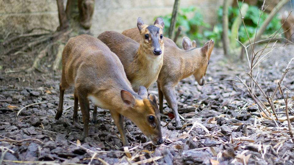 Closeup of adorable Vietnam mouse-deers (Tragulus versicolor) in the park