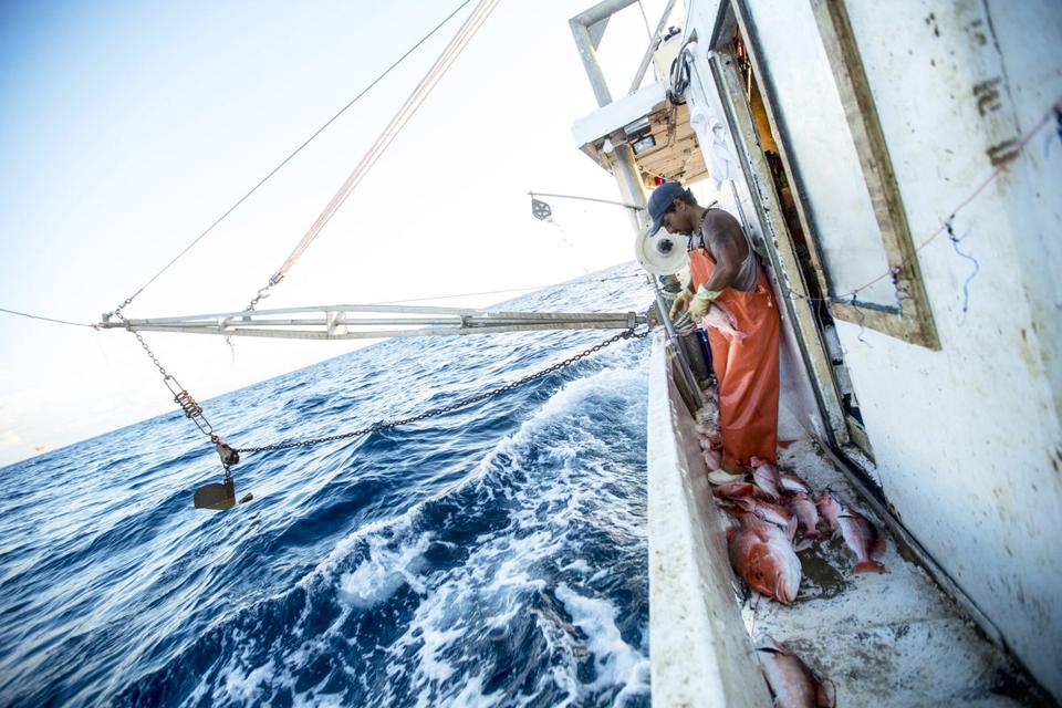 Man fishing for red snapper in Galveston, TX.