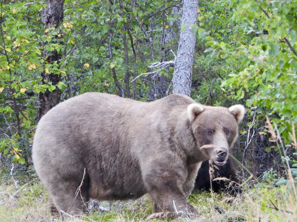 Brown bear Grazer was the 2023 and 2024 Fat Bear Week Champion.