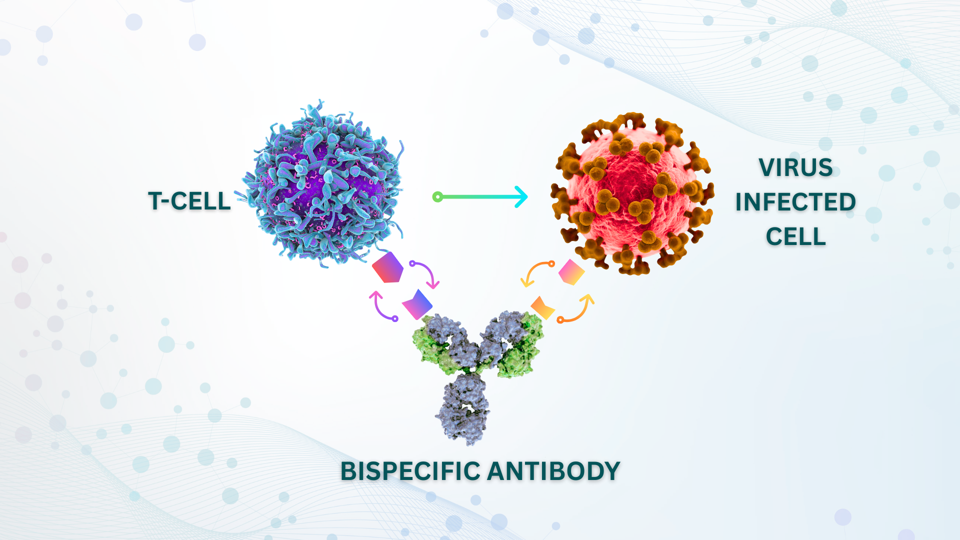 Bispecific Antibody Diagram B
