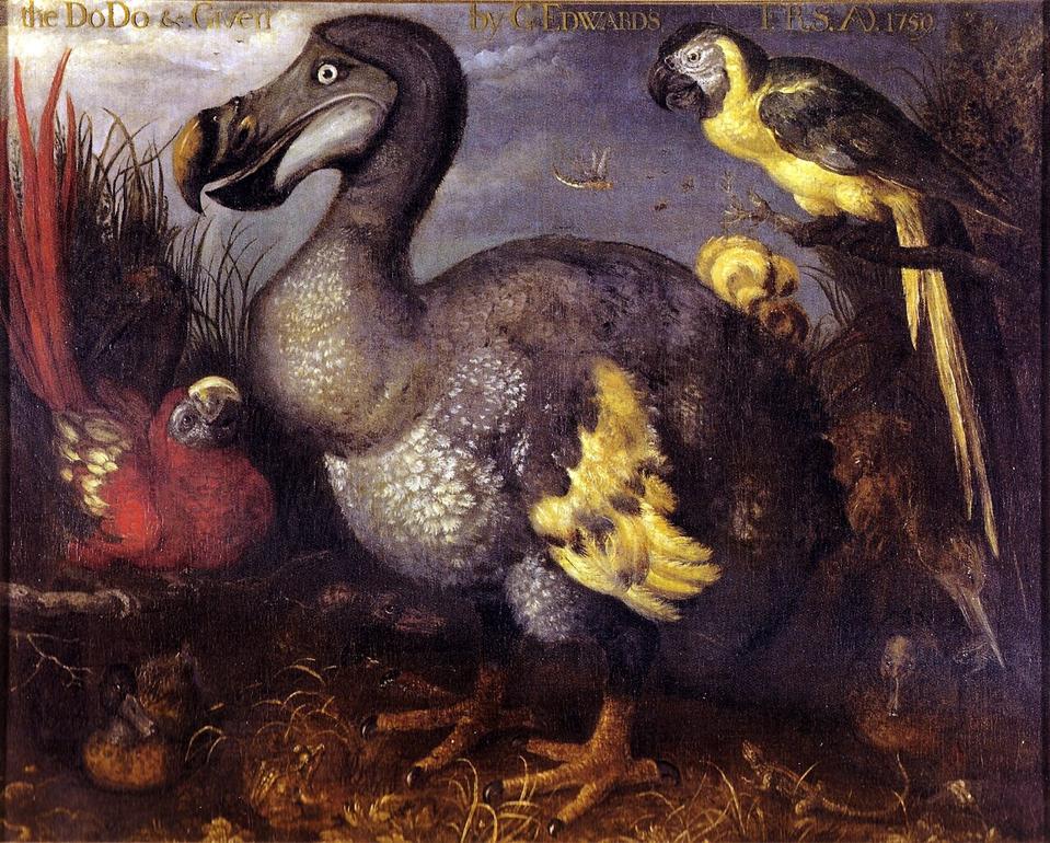 Edwards'_Dodo