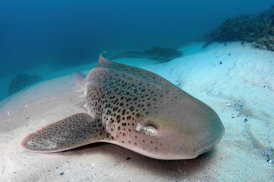Zebra Sharks