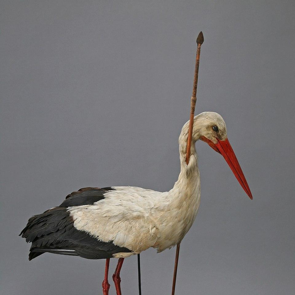 960px-Rostocker_Pfeilstorch