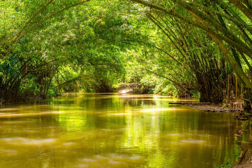 Martha Brae River in Falmouth, Trelawny parish, Jamaica. Beautiful lush green natural canopy foliage landscape