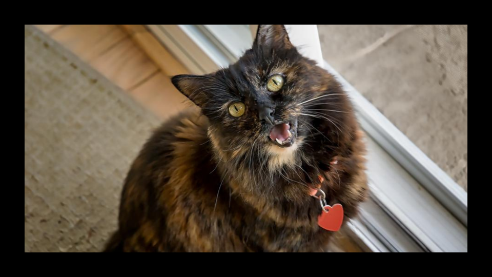 Tortoiseshell cat with a red heart collar sitting near a door and meowing toward the camera