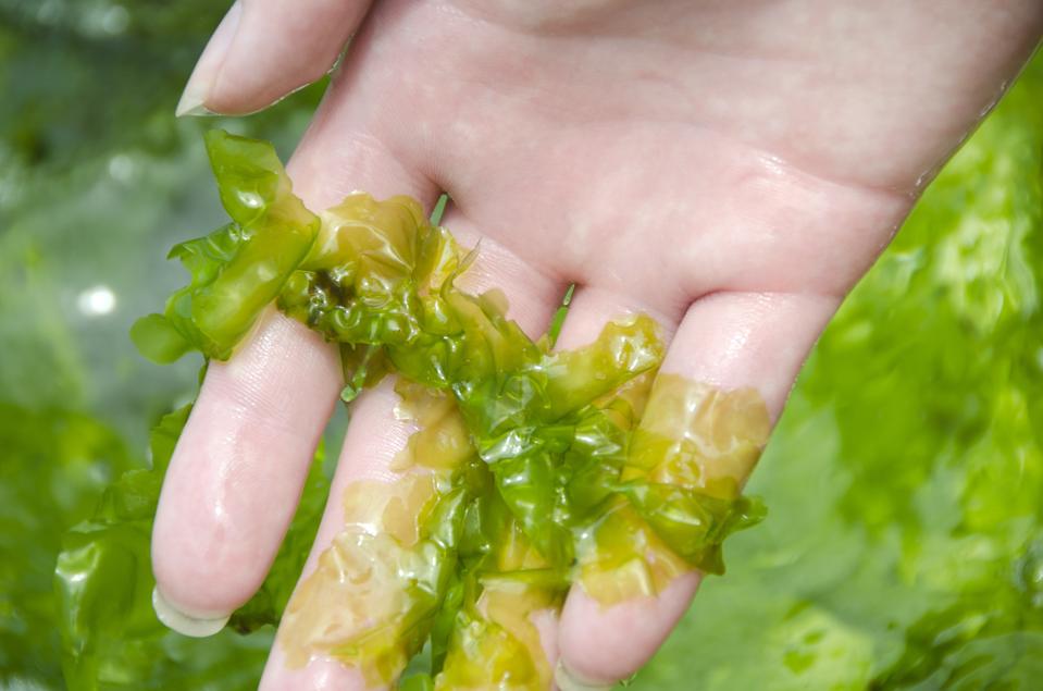 sea lettuce, Ulva lactuca