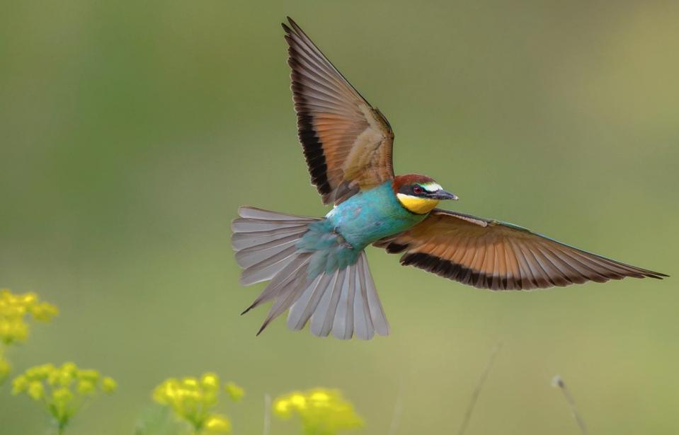 A colorful bird flying over blooming yellow flowers.