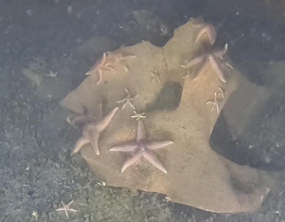 Starfish cling to the metal surface of a World War II warhead underwater