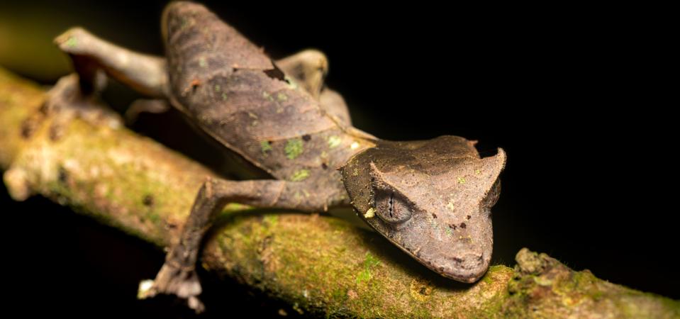 Satanic leaf-tailed gecko, Uroplatus phantasticus, Ranomafana National Park, Madagascar