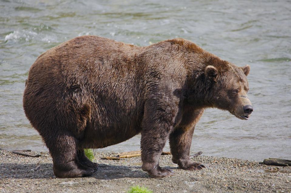 Alaska Fat Bear Week 2025 Champion Chunk
