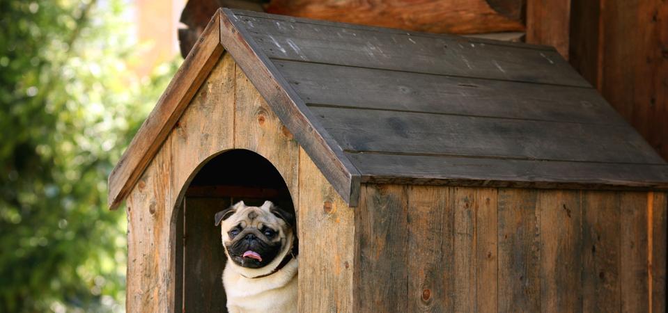 Funny pug dog in the dog house