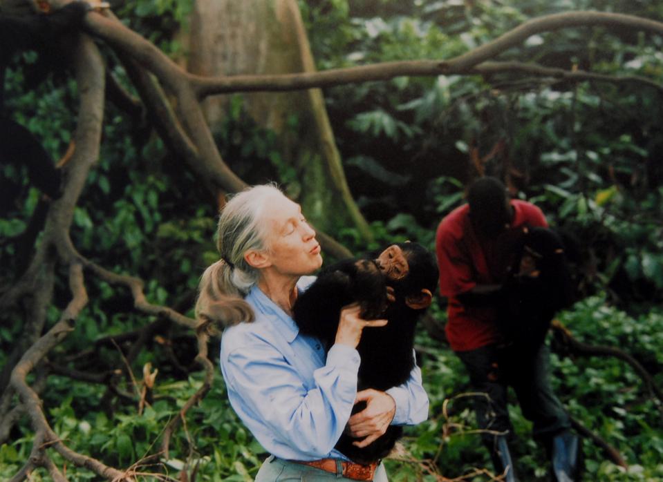 Jane Goodall, English primatologist, ethologist, and anthropologist, with a chimpanzee in her arms, c. 1995