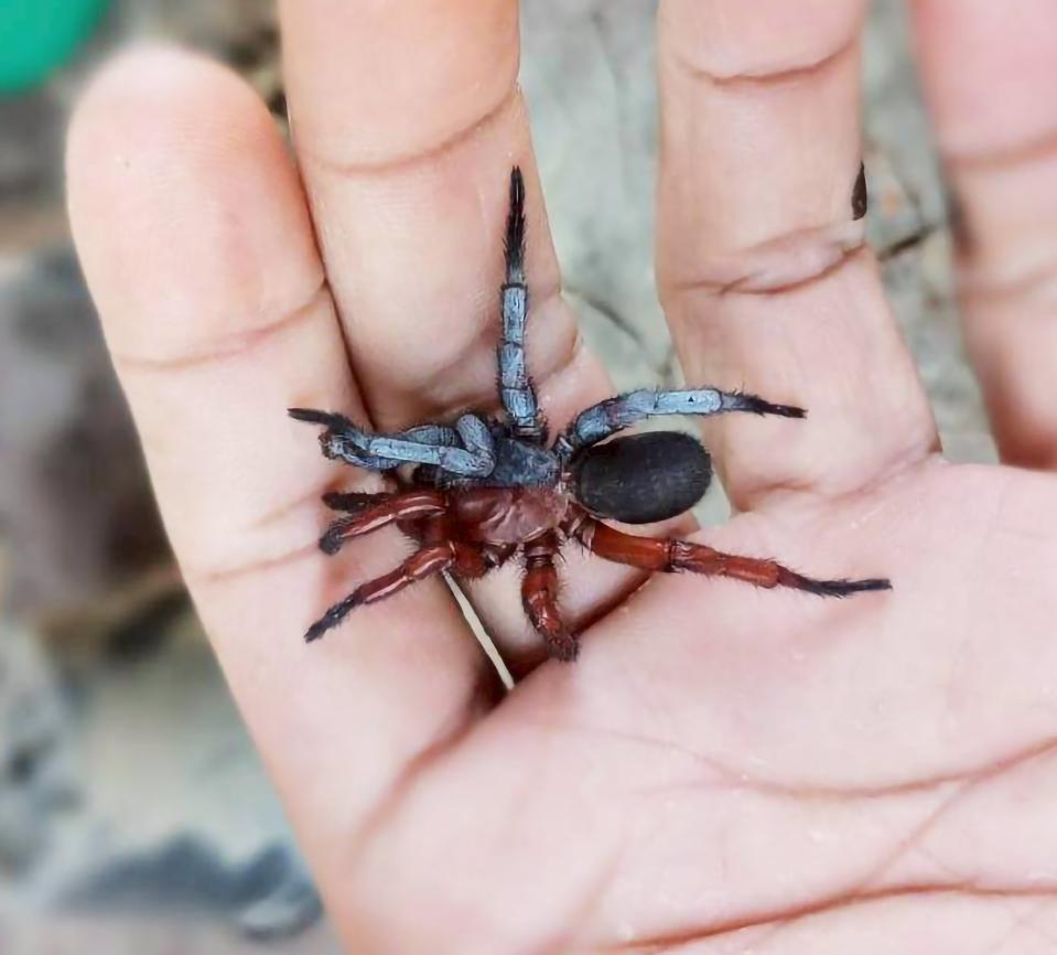 dorsal gynandromorph (Credit: Surin Limrudee, via Natapot Warrit.)