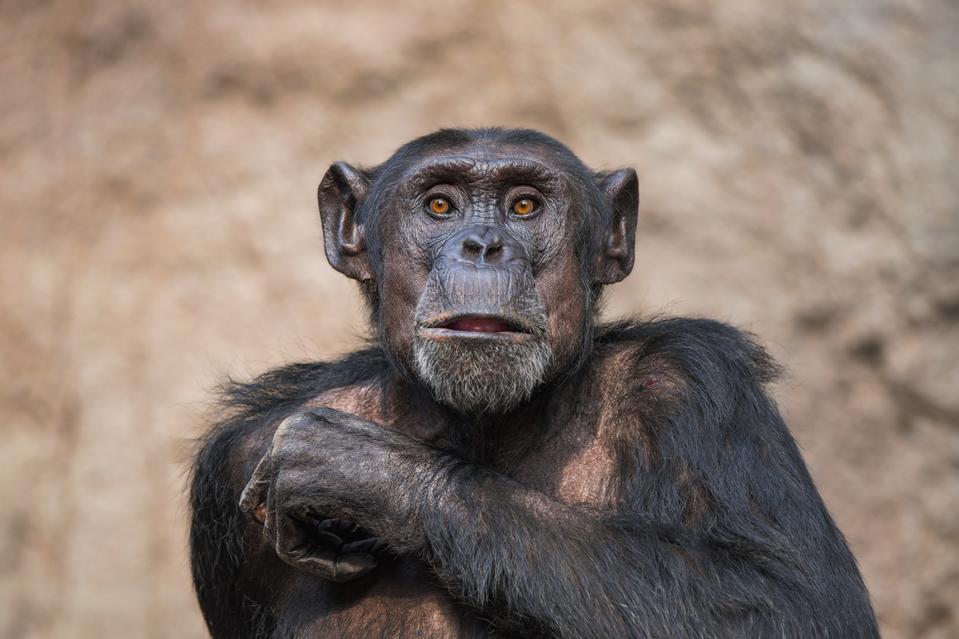 Chimpanzee