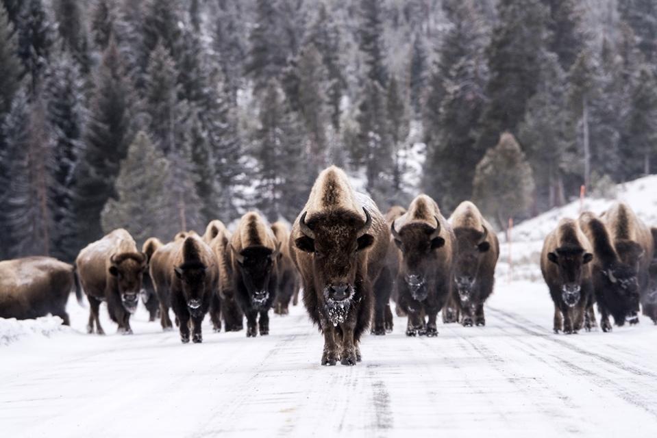 Bison in winter