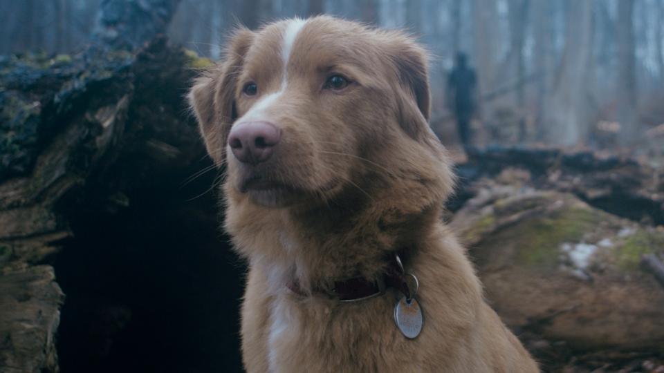 Indy in "Good Boy."