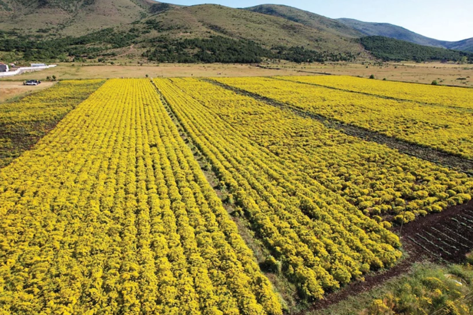 Odontarrhena chalcidica blooms in Metalplant’s fields in Albania.