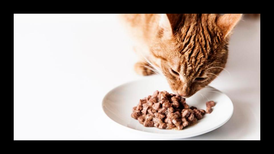 Orange cat eating wet cat food out of a white bowl
