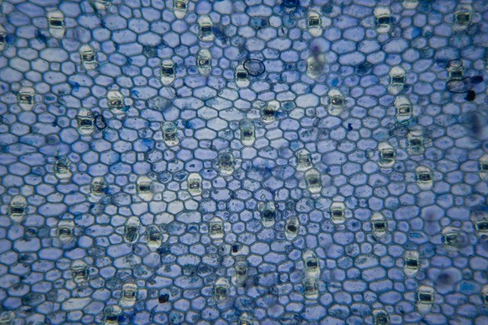 Epidermis of Foxtail Agave Leaf (with calcium oxalate crystals)