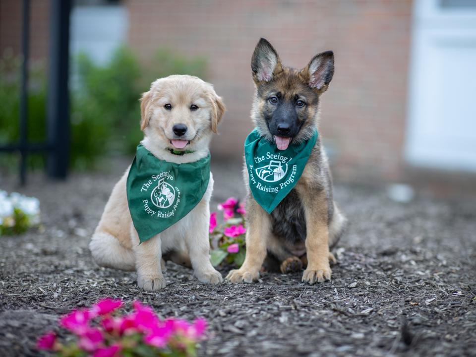 Golden retriever puppy and German shepherd puppy from The Seeing Eye.