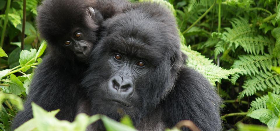 Mother and baby mountain gorilla, Rwanda