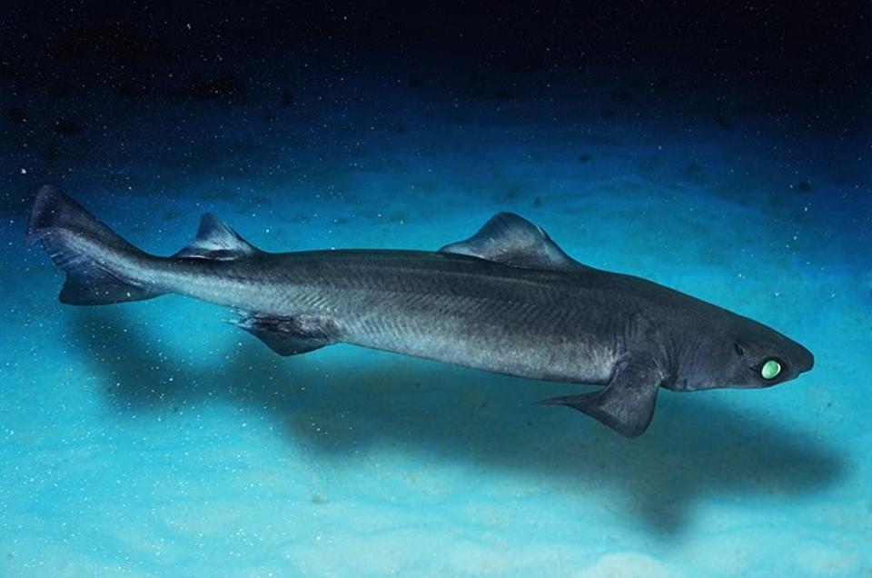 1047-Centrophorus-granulosus