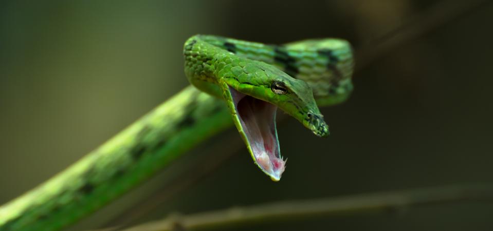 Green Vine Snake