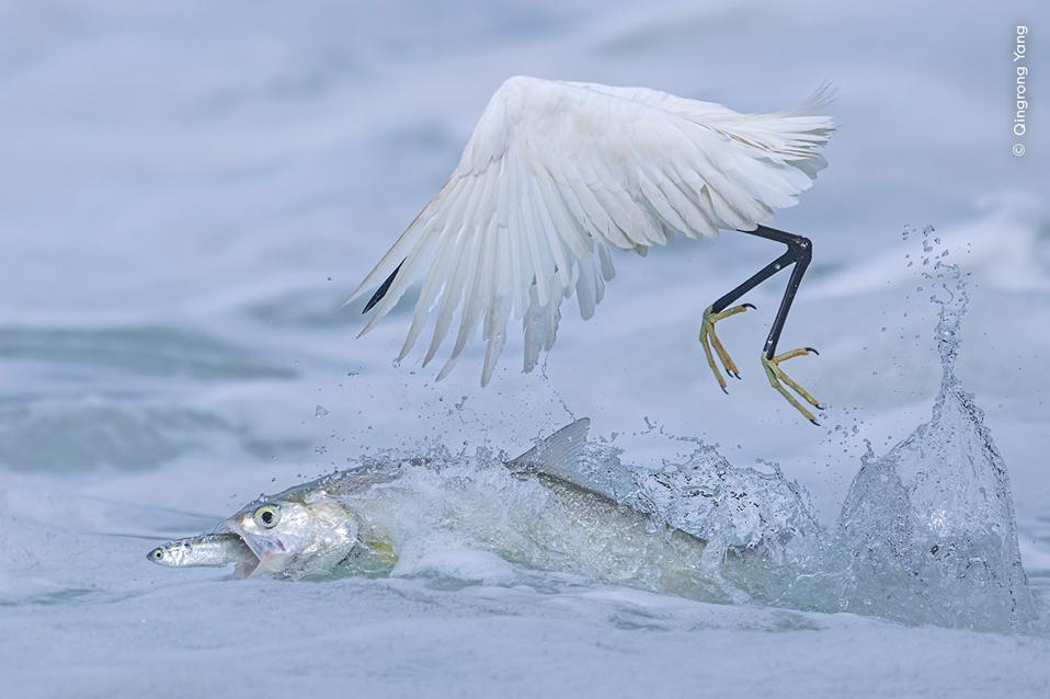 Winning images from Wildlife Photographer of the Year 2025: A fish snatches prey from an egret.