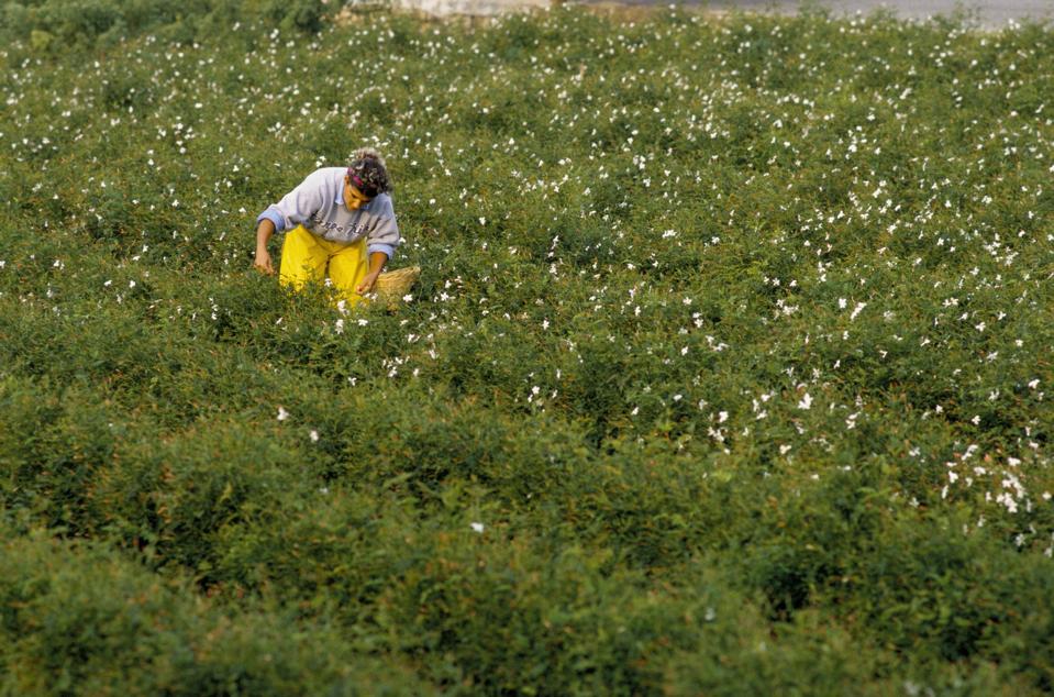 France - Grasse - Perfume - Perfume Industry - Jasmine - Picker