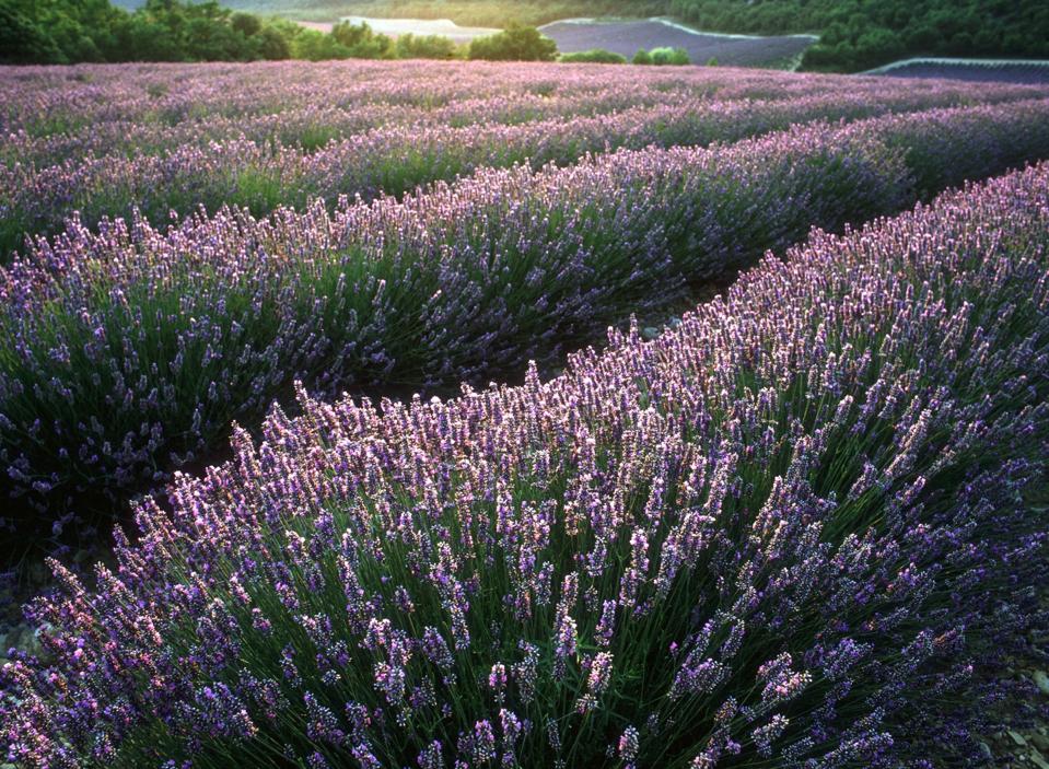 Lavender Field