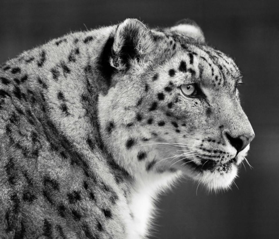 Genomics Reveals Snow Leopards Have Always Been Rare
