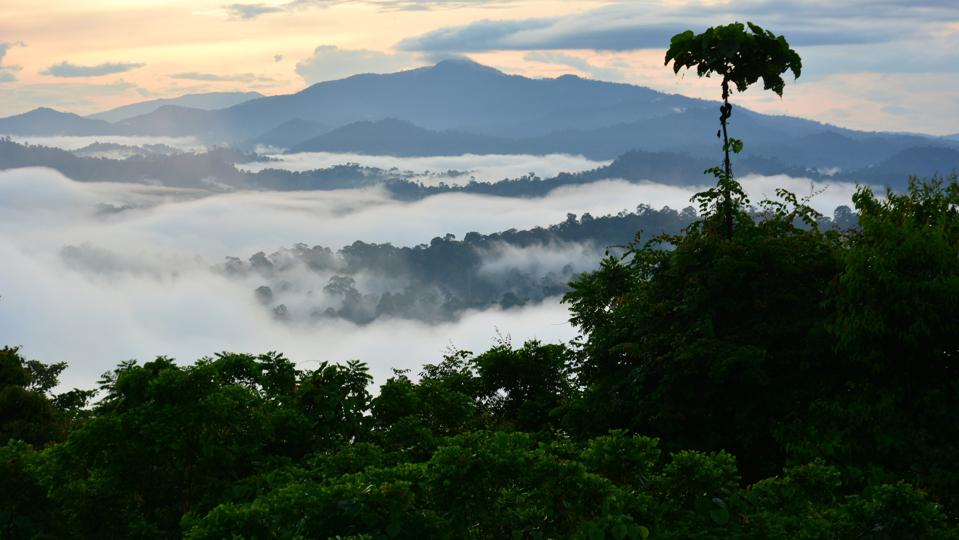 日出时郁郁葱葱的森林,背景是一棵孤独的高树和一座山