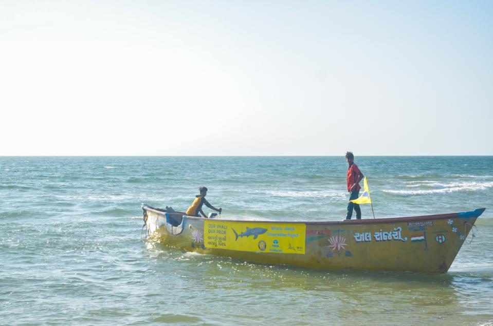 Kisah Sukses Konservasi Hiu Paus India: Harmoni Budaya dan Sains