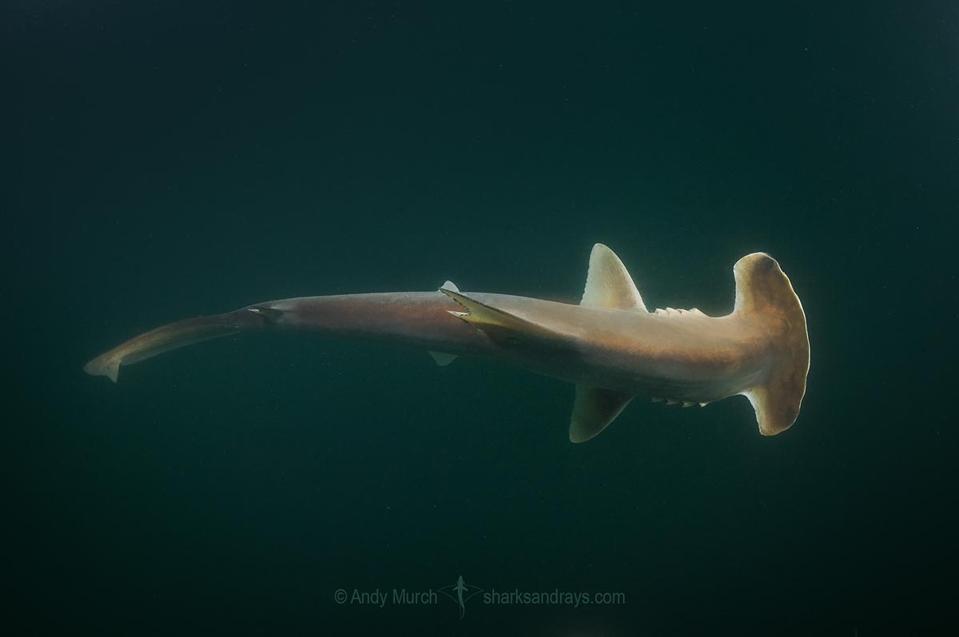 Scoophead-Shark-048