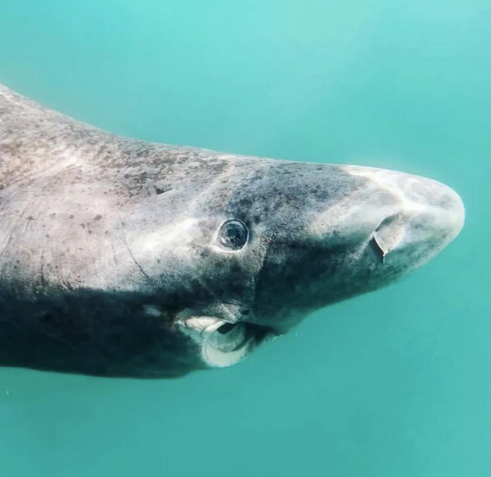 Greenland Sharks Are Soaking Up Pollutants — That's Bad News For