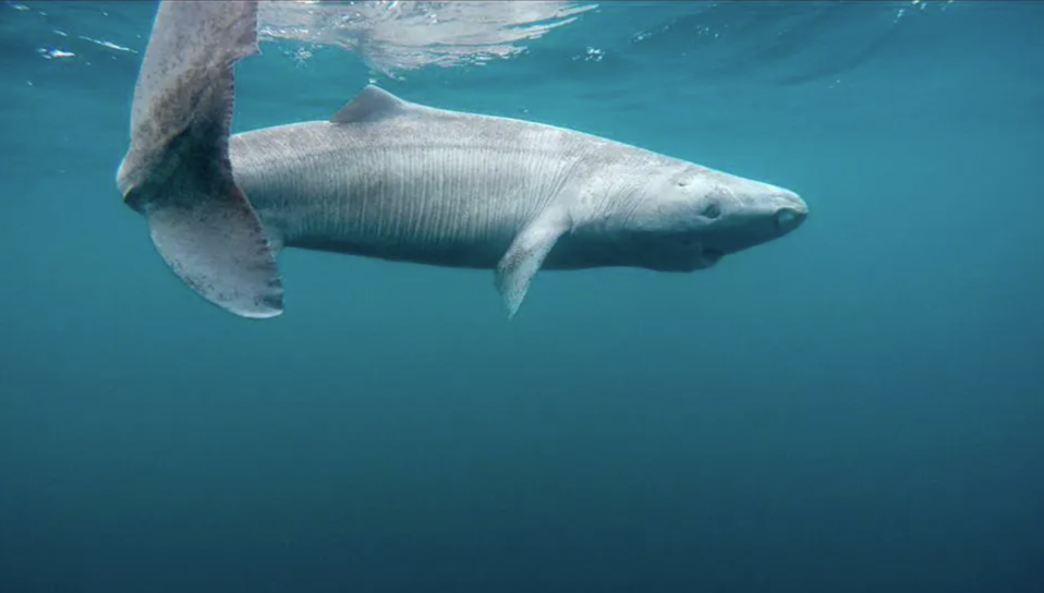 Polusi Arktik Terungkap dari Kulit Hiu Greenland yang Berusia Ratusan Tahun
