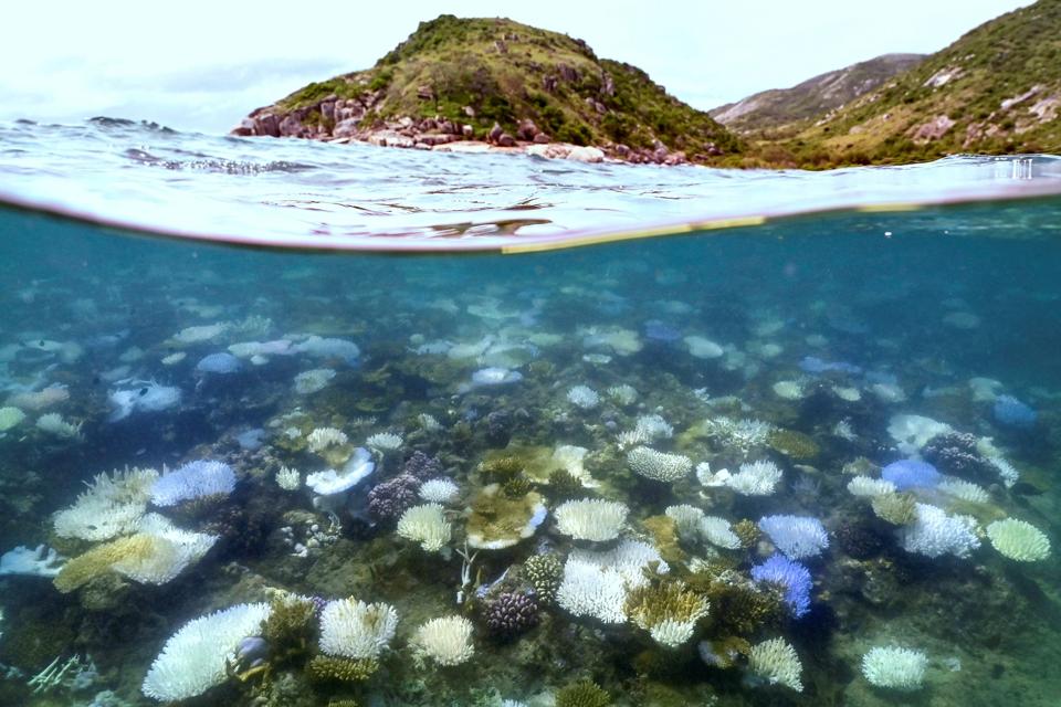 Top Shot-Australia-Environment-Reef